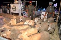 Foto de la galería: Satisfactorio remate en San José