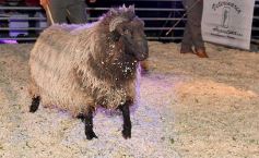 Foto de la galería: Satisfactorio remate en San José