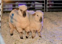 Foto de la galería: Satisfactorio remate en San José