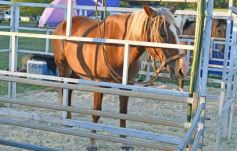 Foto de la galería: Satisfactorio remate en San José