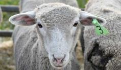 Foto de la galería: Satisfactorio remate en San José