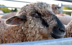 Foto de la galería: Satisfactorio remate en San José