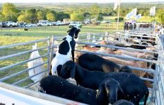 Foto de la galería: Satisfactorio remate en San José