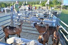 Foto de la galería: Satisfactorio remate en San José