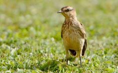 Foto de la galería: Triunfo del Colectivero en amistoso de pretemporada