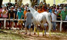 Foto de la galería: Volvió el turf al hipódromo de Posadas