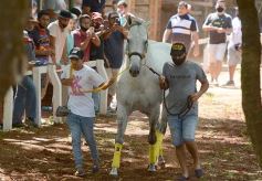 Foto de la galería: Volvió el turf al hipódromo de Posadas