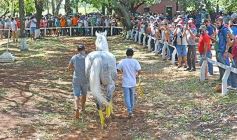 Foto de la galería: Volvió el turf al hipódromo de Posadas