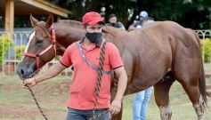 Foto de la galería: Volvió el turf al hipódromo de Posadas