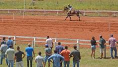 Foto de la galería: Volvió el turf al hipódromo de Posadas