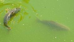 Foto de la galería: Conociendo la Aripuca