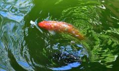 Foto de la galería: Conociendo la Aripuca