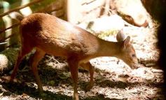 Foto de la galería: Güirá Oga, la Casa de los Pájaros