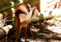 Foto de la galería: Güirá Oga, la Casa de los Pájaros