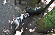 Foto de la galería: Güirá Oga, la Casa de los Pájaros