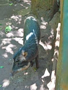 Foto de la galería: Güirá Oga, la Casa de los Pájaros