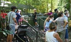 Foto de la galería: Güirá Oga, la Casa de los Pájaros