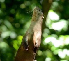 Foto de la galería: Güirá Oga, la Casa de los Pájaros