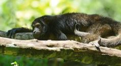 Foto de la galería: Güirá Oga, la Casa de los Pájaros