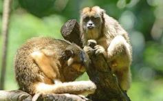 Foto de la galería: Güirá Oga, la Casa de los Pájaros
