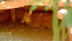 Foto de la galería: Güirá Oga, la Casa de los Pájaros