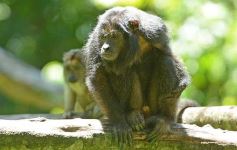 Foto de la galería: Güirá Oga, la Casa de los Pájaros