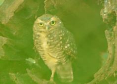 Foto de la galería: Güirá Oga, la Casa de los Pájaros