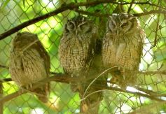 Foto de la galería: Güirá Oga, la Casa de los Pájaros