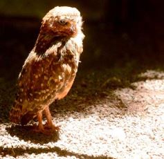 Foto de la galería: Güirá Oga, la Casa de los Pájaros