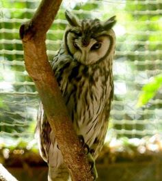 Foto de la galería: Güirá Oga, la Casa de los Pájaros
