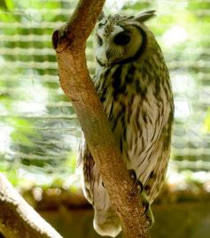 Foto de la galería: Güirá Oga, la Casa de los Pájaros
