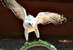 Foto de la galería: Güirá Oga, la Casa de los Pájaros