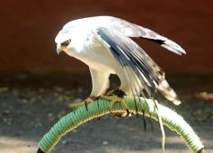 Foto de la galería: Güirá Oga, la Casa de los Pájaros