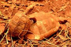 Foto de la galería: Güirá Oga, la Casa de los Pájaros