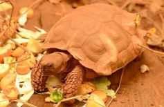Foto de la galería: Güirá Oga, la Casa de los Pájaros