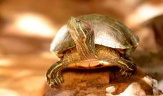Foto de la galería: Güirá Oga, la Casa de los Pájaros