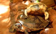 Foto de la galería: Güirá Oga, la Casa de los Pájaros