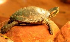 Foto de la galería: Güirá Oga, la Casa de los Pájaros