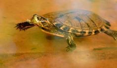 Foto de la galería: Güirá Oga, la Casa de los Pájaros