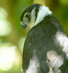 Foto de la galería: Güirá Oga, la Casa de los Pájaros