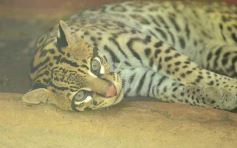 Foto de la galería: Güirá Oga, la Casa de los Pájaros