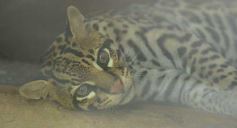 Foto de la galería: Güirá Oga, la Casa de los Pájaros