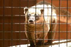 Foto de la galería: Güirá Oga, la Casa de los Pájaros