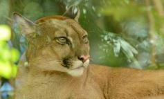 Foto de la galería: Güirá Oga, la Casa de los Pájaros