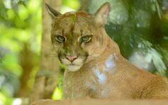 Foto de la galería: Güirá Oga, la Casa de los Pájaros