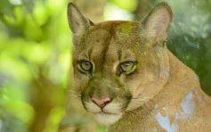 Foto de la galería: Güirá Oga, la Casa de los Pájaros