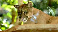 Foto de la galería: Güirá Oga, la Casa de los Pájaros