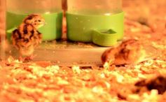 Foto de la galería: Güirá Oga, la Casa de los Pájaros