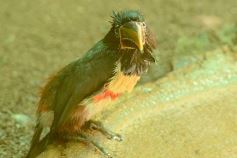 Foto de la galería: Güirá Oga, la Casa de los Pájaros