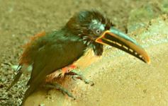 Foto de la galería: Güirá Oga, la Casa de los Pájaros